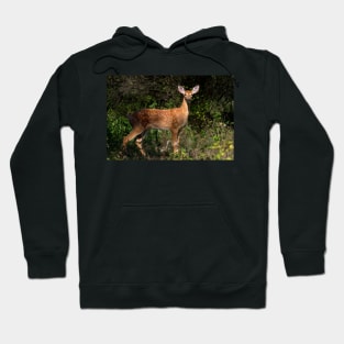 Fawn Times - White-tailed deer Hoodie